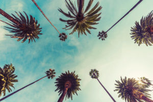 california palm trees | RM Warner Inernet Law Firm