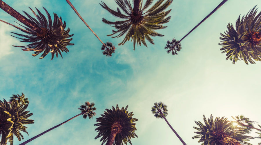 california palm trees | RM Warner Inernet Law Firm