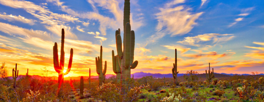 saguaros in the desert at sunset in arizona | RM Warner Inernet Law Firm