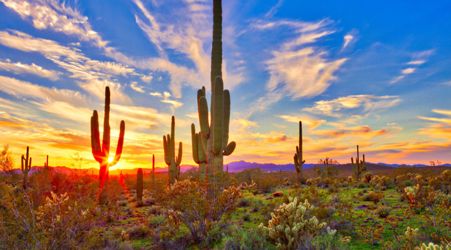 saguaros in the desert at sunset in arizona | RM Warner Internet Law Firm | Arizona's New LLC Act | Daniel Warner | Daniel R Warner | Raees Mohamed